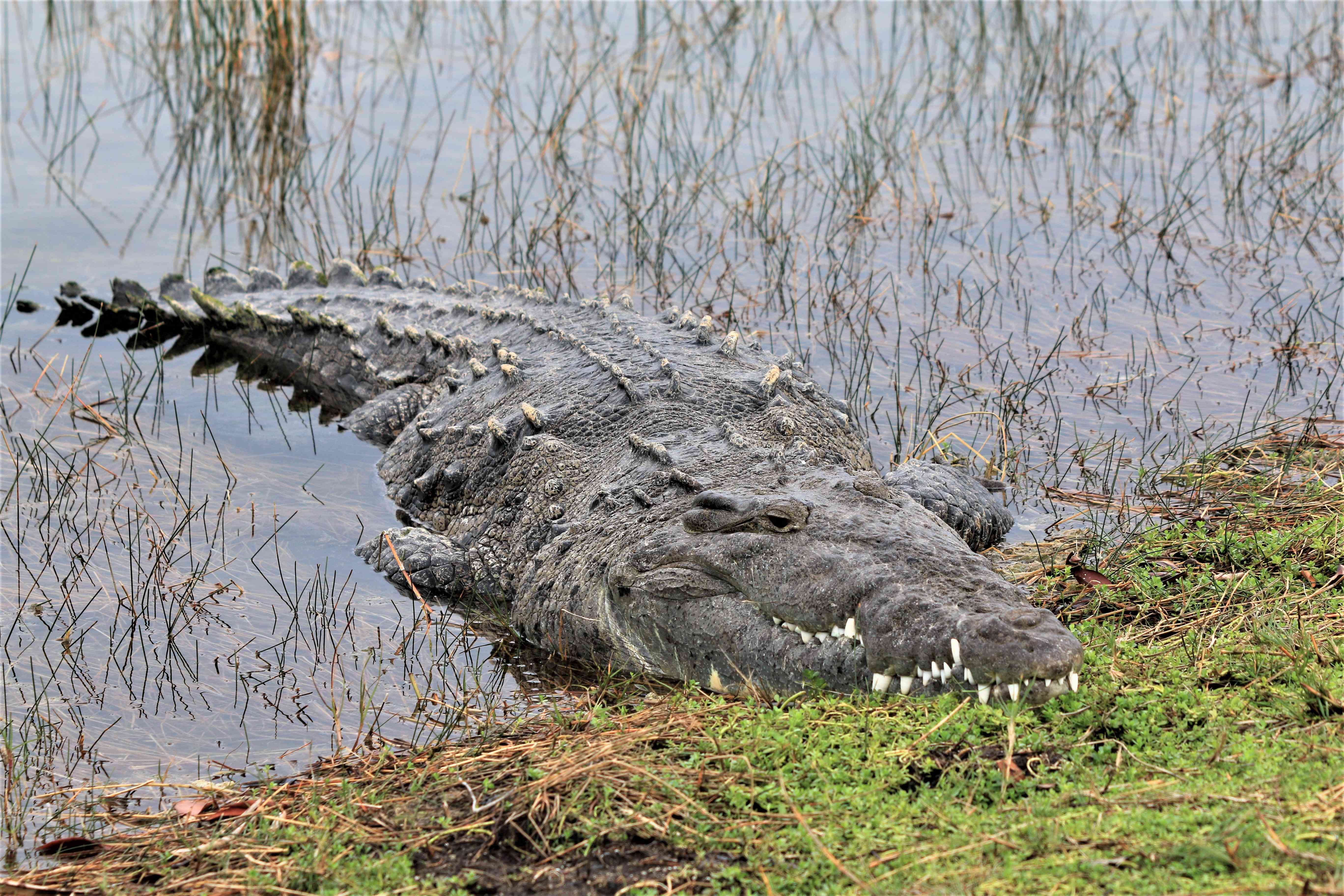 A huge crocodile